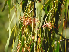 Amyema miquelii