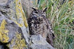 Bubo capensis
