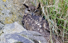 Bubo capensis