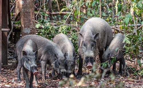 Western Bearded Pig - Photo (c) Sabine Templeton, some rights reserved (CC BY-NC), uploaded by Sabine Templeton