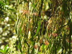 Amyema miquelii
