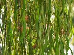 Amyema miquelii