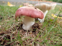 Russula nitida