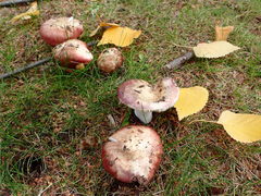 Russula nitida