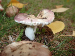 Russula nitida