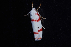 Cyana unipunctata