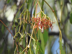 Amyema miquelii