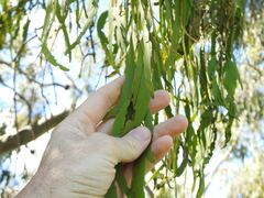 Amyema miquelii