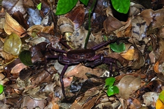 Geothelphusa tenuimanus