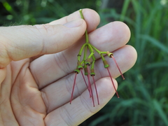 Amyema miquelii