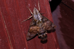 Macroglossum pyrrhosticta