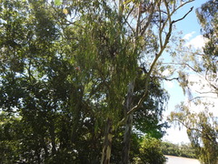 Amyema miquelii