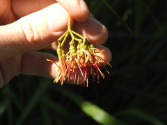 Amyema miquelii