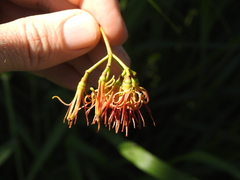 Amyema miquelii