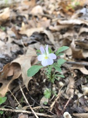 Viola bicolor