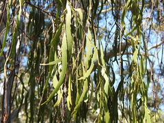 Amyema miquelii