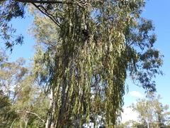 Amyema miquelii