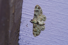 Gymnoscelis admixtaria