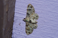 Gymnoscelis admixtaria