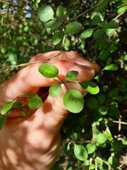 Coprosma rubra