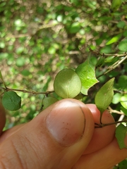 Coprosma rubra