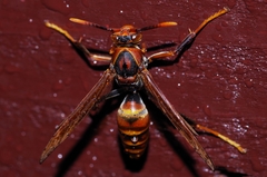 Polistes formosanus