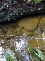 Euastacus