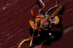 Polistes formosanus