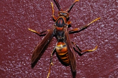 Polistes formosanus