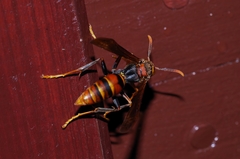 Polistes formosanus