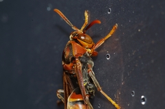 Polistes formosanus