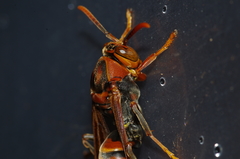 Polistes formosanus