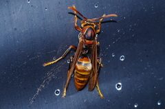 Polistes formosanus