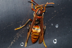Polistes formosanus
