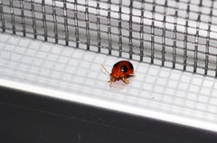 Sphaeroderma quadrimaculatum