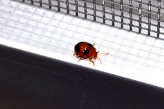 Sphaeroderma quadrimaculatum