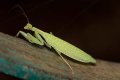Eomantis