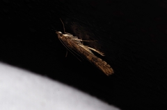 Nomophila noctuella