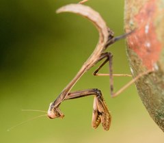 Hierodula membranacea