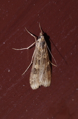 Nomophila noctuella
