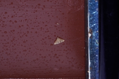 Nomophila noctuella
