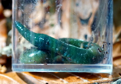 Aporrectodea smaragdina