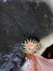 Semibalanus cariosus