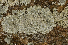 Physcia pseudospeciosa