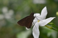 Caltoris