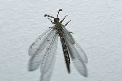 Neuroleon egenus