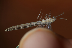 Neuroleon egenus