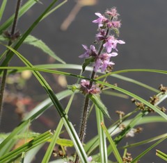 Stachys aspera