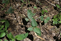 Cocculus diversifolius
