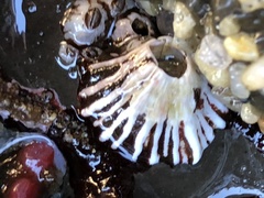 Semibalanus cariosus